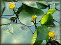 ... a kr�sy