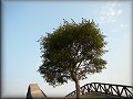 Z�ti�� se strome�kem